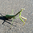 Praying Mantis