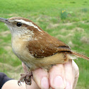 Carolina Wren