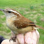 Carolina Wren