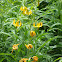 tiger lily
