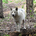 Gray Wolf