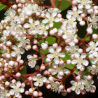 Red Tip Photina
