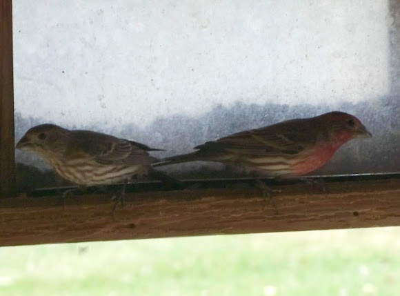 Spotting Image 1