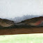 House Finch