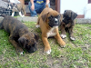 Vendo Boxer Atigrados