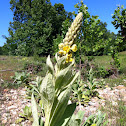 Common mullein