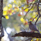 Mourning Dove