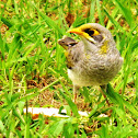 Soldier bird
