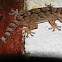 Gecko