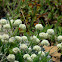 Cushion Buckwheat