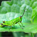 Grasshoper