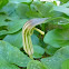 Arisarum