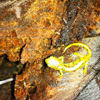 southern long-toed salamander