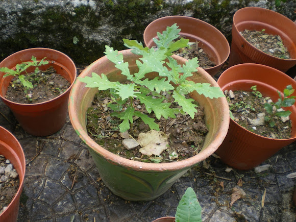 Spotting Image 1