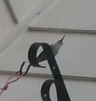 Spotting Image 1