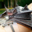 Silver-haired bat