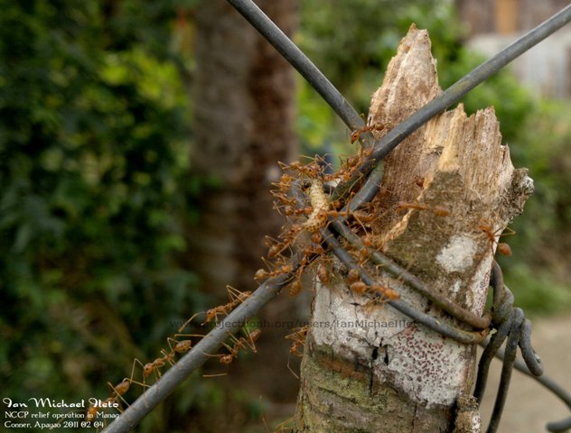 Hantik, Weaver ants