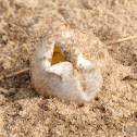 Leatherback turtle eggs