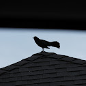 Black Bird