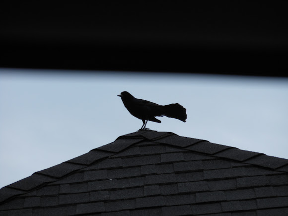 Spotting Image 1