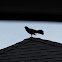 Black Bird