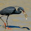 Western Reef Heron