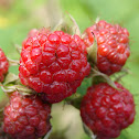 Red Raspberry