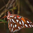 Gulf Fritillary