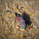 Six-spot Burnet