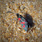 Six-spot Burnet