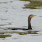 Double-crested Cormorant