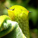 Tailed Jay Caterpillar