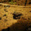 Ornate Burrowing Frog