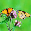 African Monarch