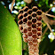 Paper Wasp Hive