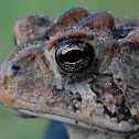 Southern Toad