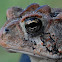 Southern Toad