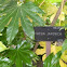 Aralia o fatsia