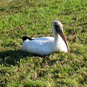 Wood Stork