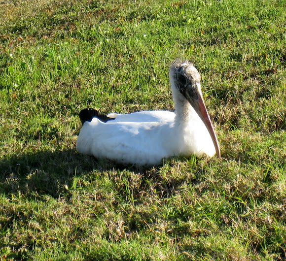 Spotting Image 1