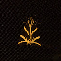 Jersey Tiger