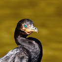 Neotropic Cormorant