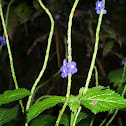 Blue Porterweed