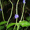 Blue Porterweed
