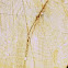 Rings on a cut tree trunk