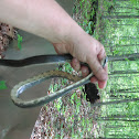 Black Rat Snake