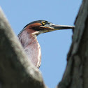 green heron