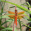 Flame Skimmer