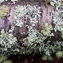 Usnea