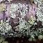 Usnea